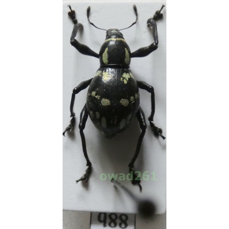 Metapocyrtus lindabonus W.Schultze, 1922 female Philippines88b